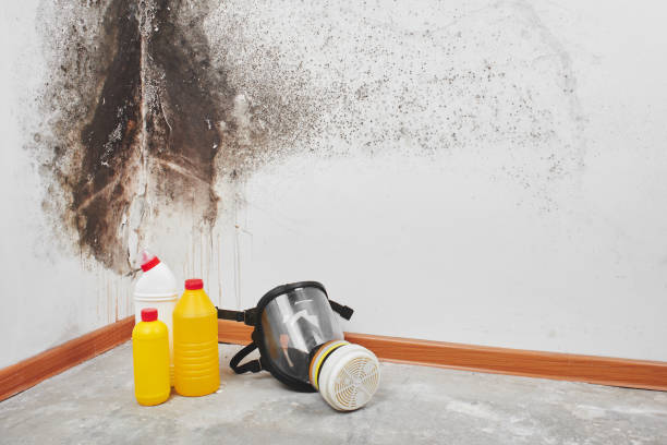 Best Best Mold Removal Companies  in Fort Bragg, CA