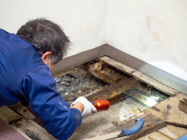 Best Black Mold Removal  in Fort Bragg, CA