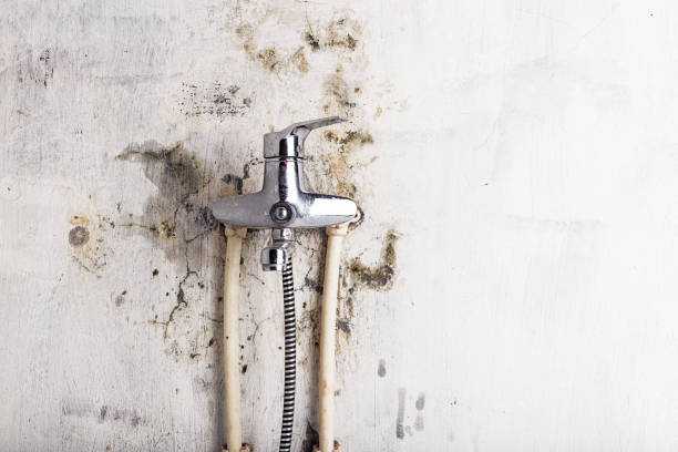 Mold Testing and Removal in Fort Bragg, CA