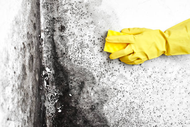 Certified Mold Removal in Fort Bragg, CA