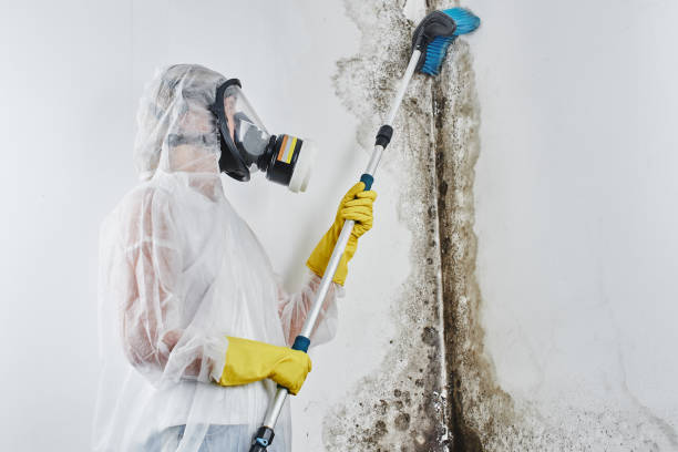 Best Attic Mold Removal  in Fort Bragg, CA