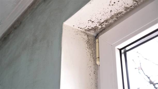 Best Mold Testing  in Fort Bragg, CA