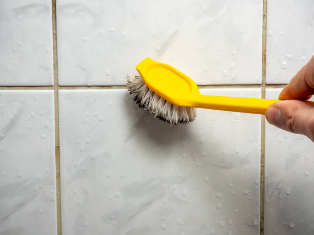 Professional Mold Removal in Fort Bragg, CA