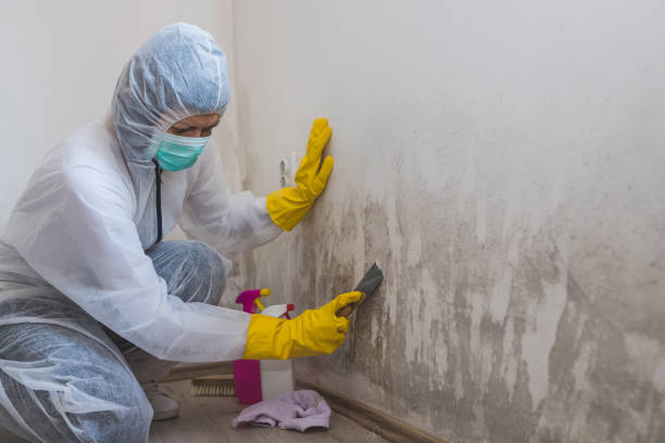 Best Commercial Mold Removal  in Fort Bragg, CA