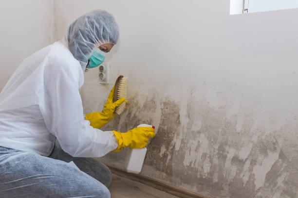 Best Certified Mold Removal  in Fort Bragg, CA