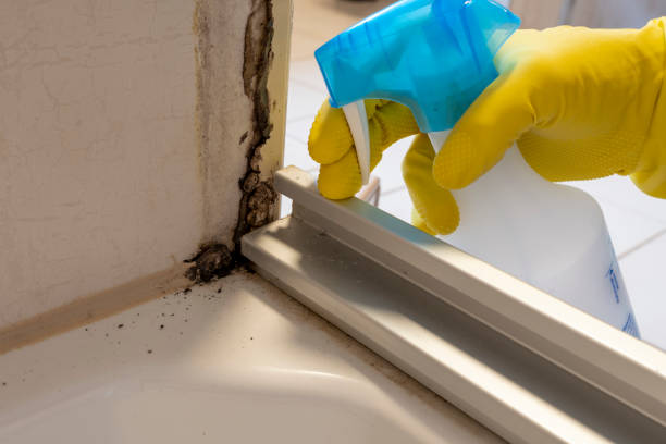 Best Local Mold Removal Service  in Fort Bragg, CA