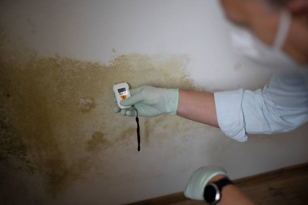 Best Home Mold Removal  in Fort Bragg, CA