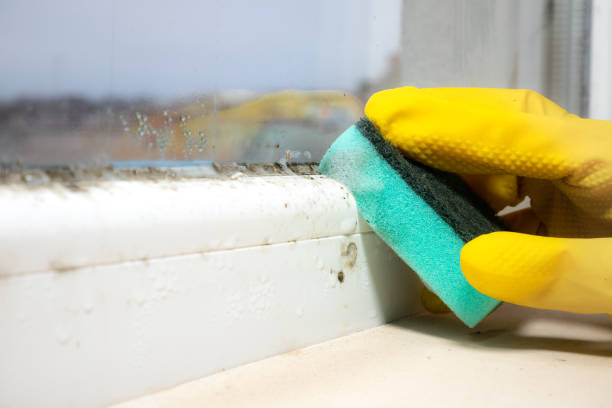 Crawl Space Mold Removal in Fort Bragg, CA