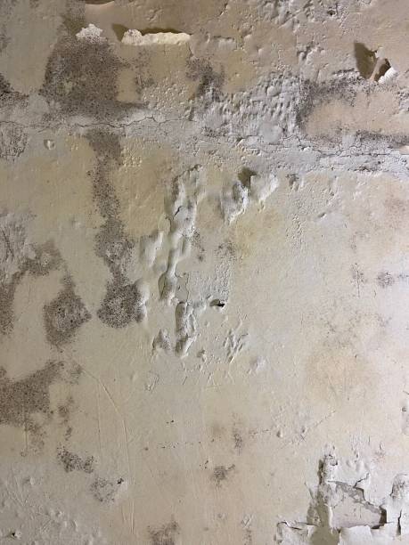 Best Mold Removal Near Me  in Fort Bragg, CA