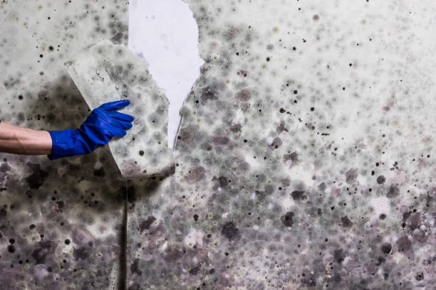 Best Mold Testing  in Fort Bragg, CA