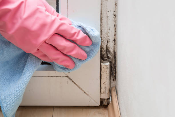 Best Mold Cleaning Services  in Fort Bragg, CA