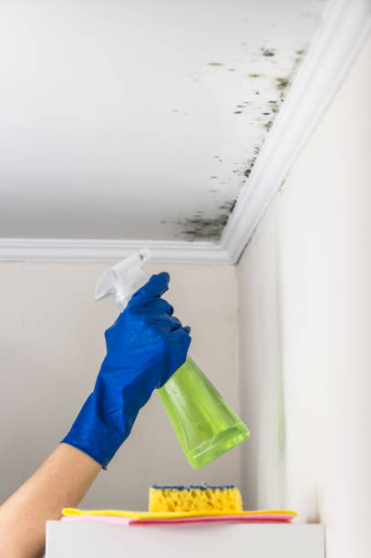 Best Mold Damage Repair  in Fort Bragg, CA